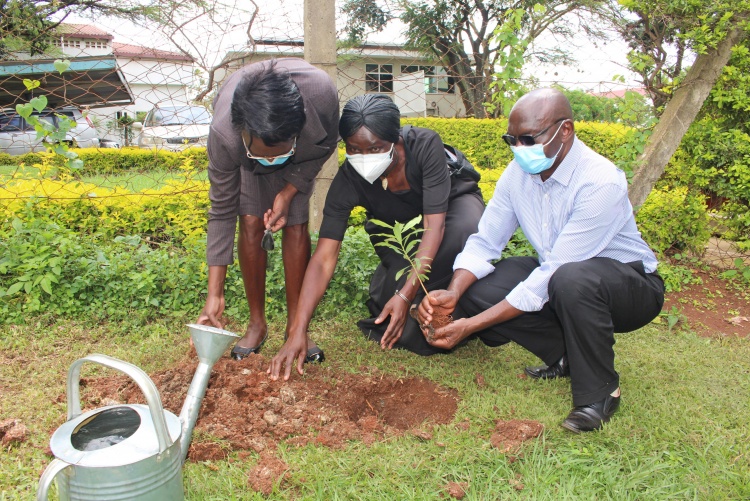 Staff from the School of Pharmacy planting a seedling.