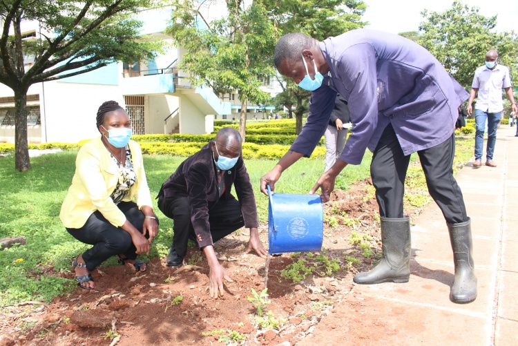 Staff take part in tree planting at the CHS grounds.