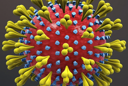 Coronavirus structure.