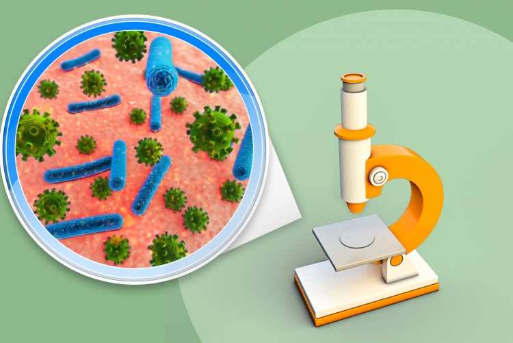 Bacteria under a microscope