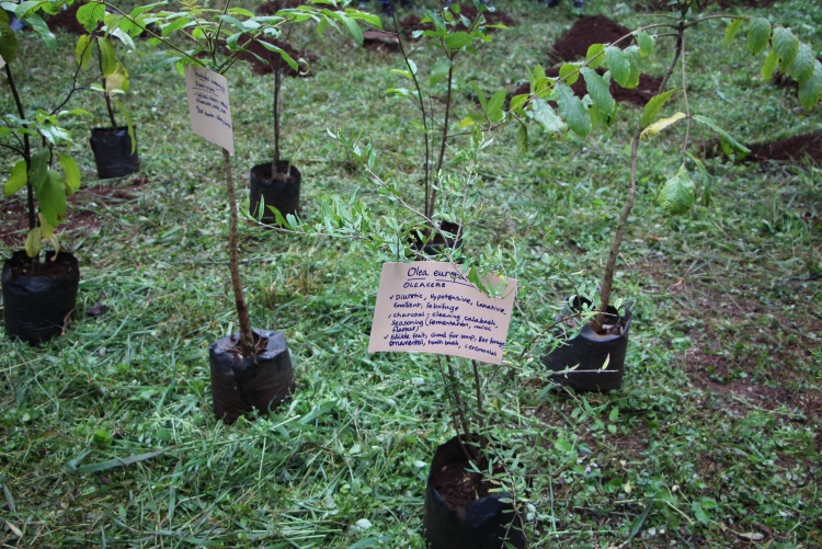 National tree planting day