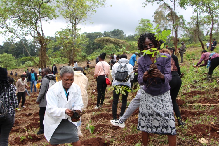 National tree planting day