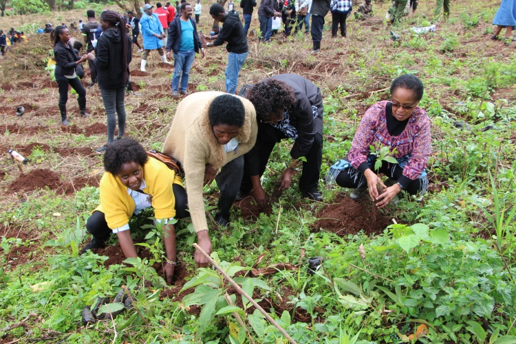 National tree planting day