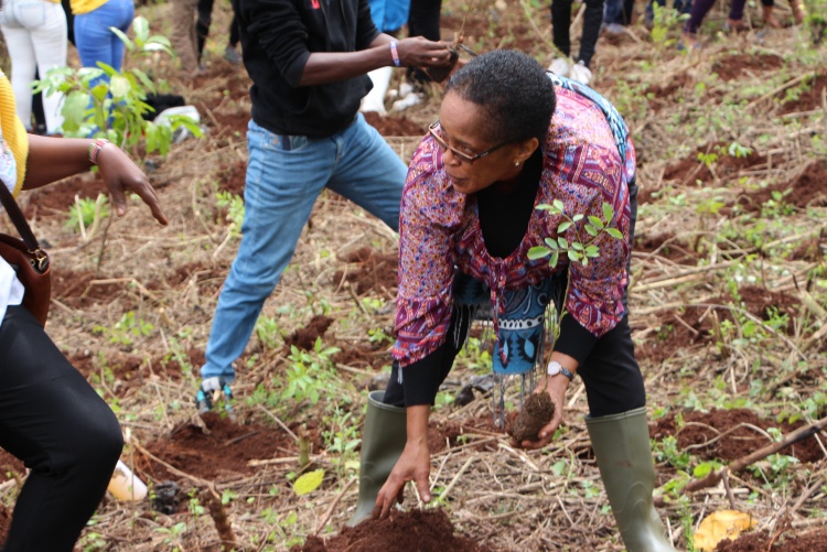 National tree planting day