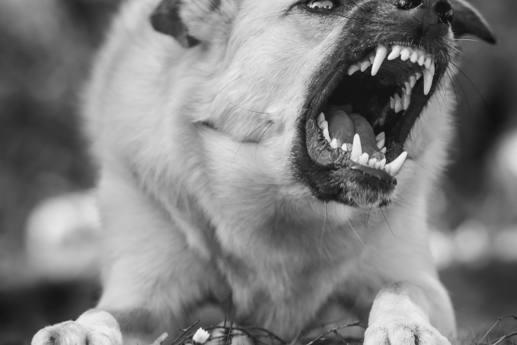 Snapshot of a rabid dog