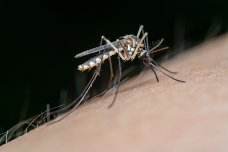 Picture of a mosquito.
