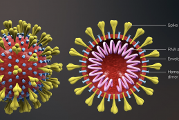 Coronavirus structure.