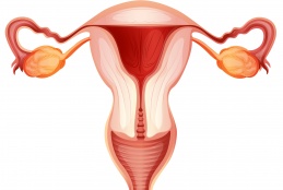 Vagina illustration.