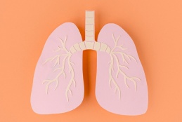 Human Lungs.