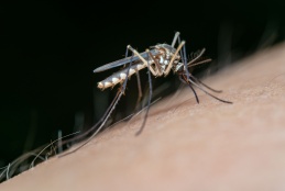 Picture of a mosquito.